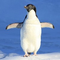 Pinguino-sama